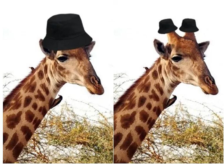 if giraffes could wear hats whats her first choice instead of two photos people give hilaraious reaction