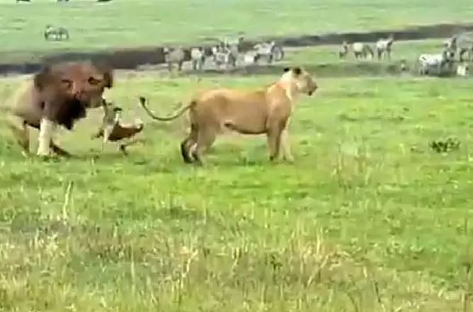viral video of dog clashed with lion and lioness people did hilarious comment on it