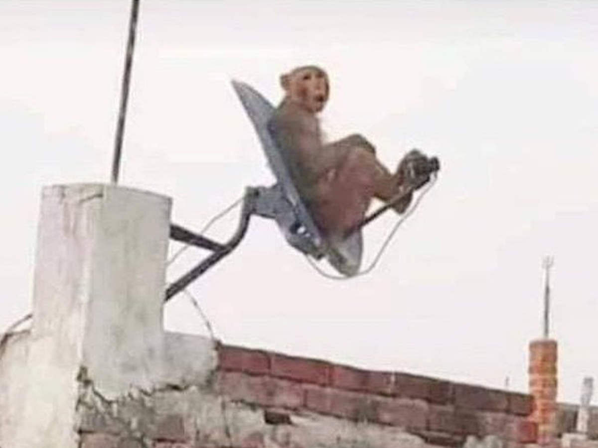 anand mahindra share funny picture of monkey sitting on dish people did hilarious comment