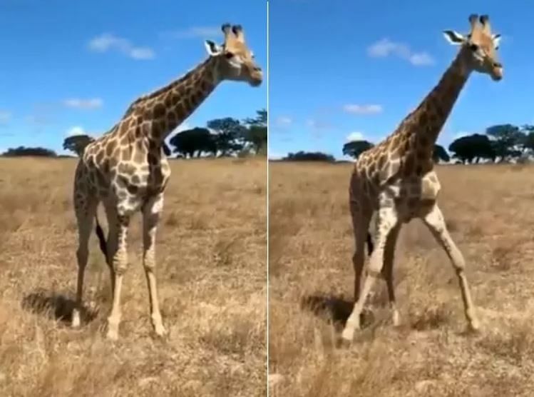 viral video of  giraffe eats grasses people did hilarious comment on it