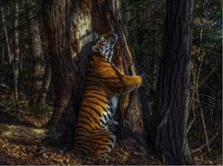 viral photo of tree-hugging tiger photo wins your heart