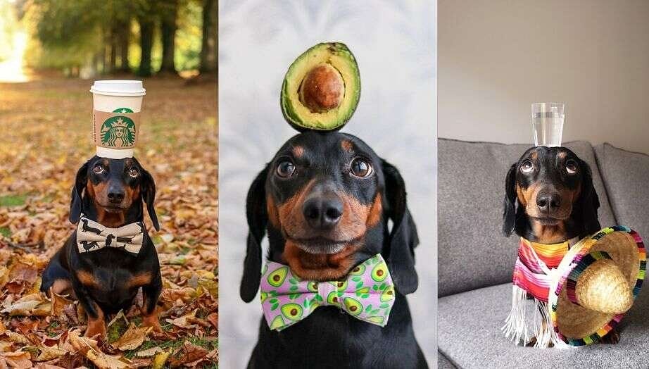 know the story of unique dog who can balance anything on his head