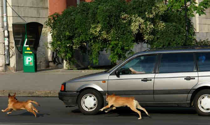 know why street dogs dogs barks and run after cars and bikes