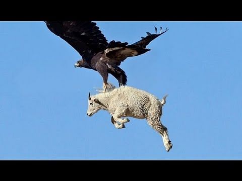 viral video of golden eagle killing a goat by draaging off
