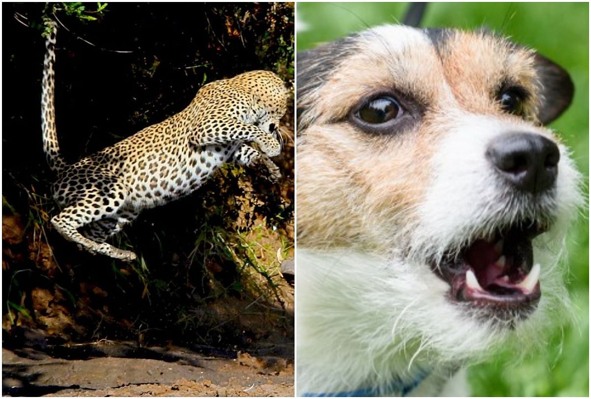 viral video of leopard attack on dog people did hilarious comment on it