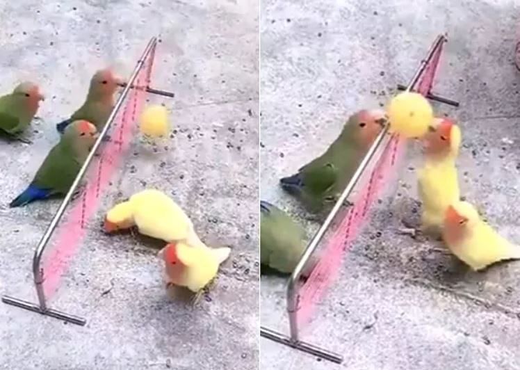 viral video of parrot playing volleyball users did hilarious comment on it