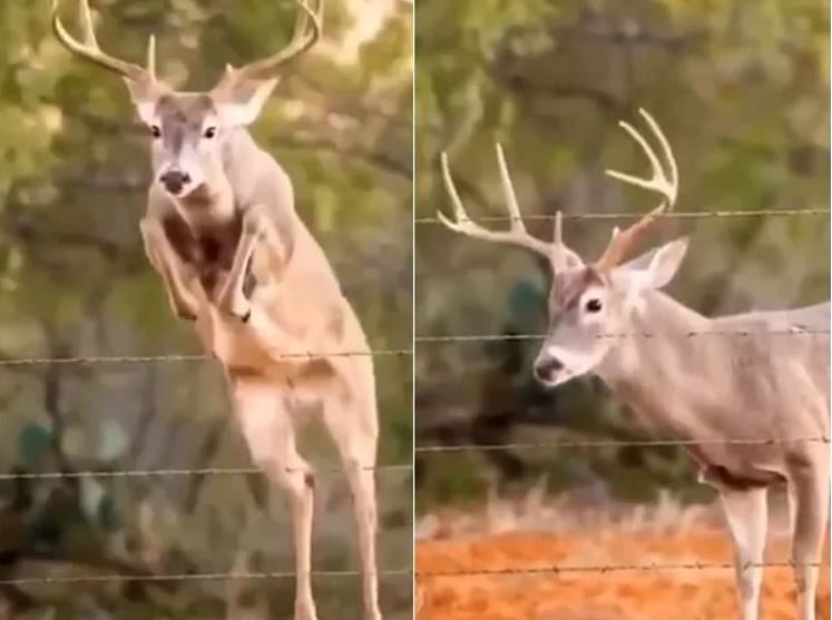 viral video of deer jumping fence video people did funny comments on it