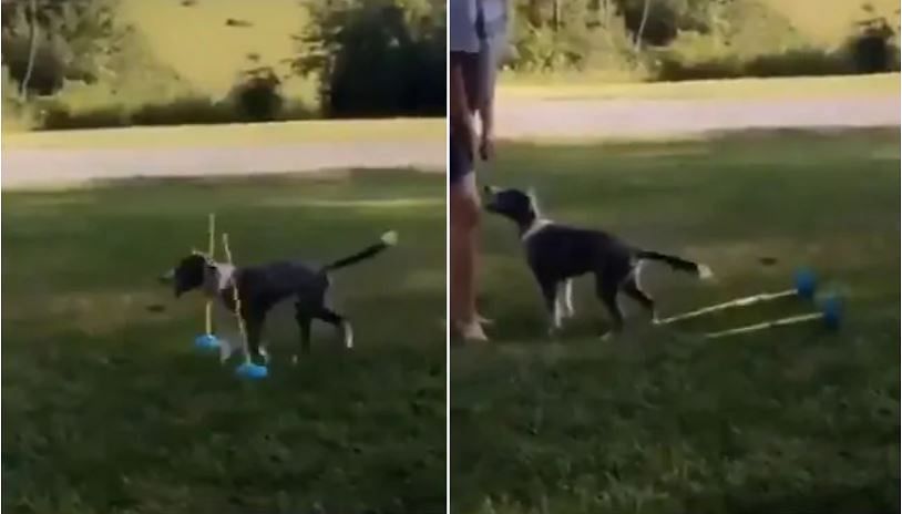 viral video of puppy failing jump obstacle social media users love this video