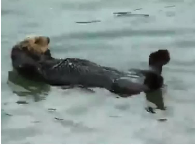 viral video of otters offering free masterclasses of crunches people hilaruious comment on it