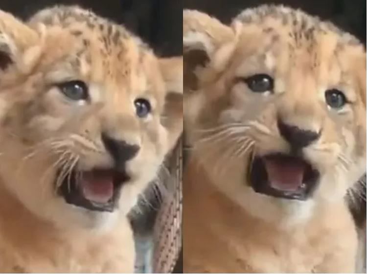 viral video of cub trying to roar people said its cute