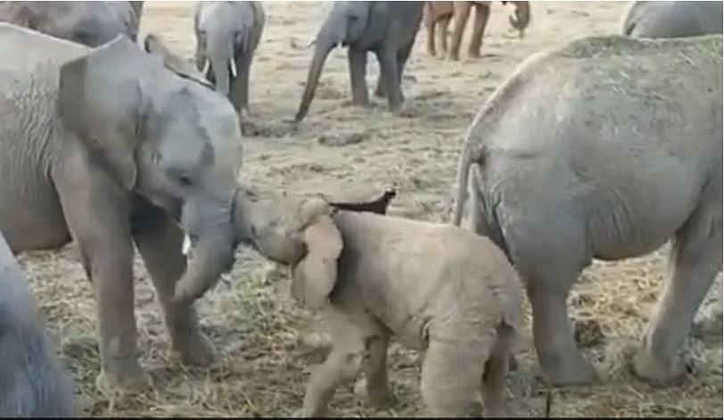 viral video of  2 month old elephant tries to fight with elder brother
