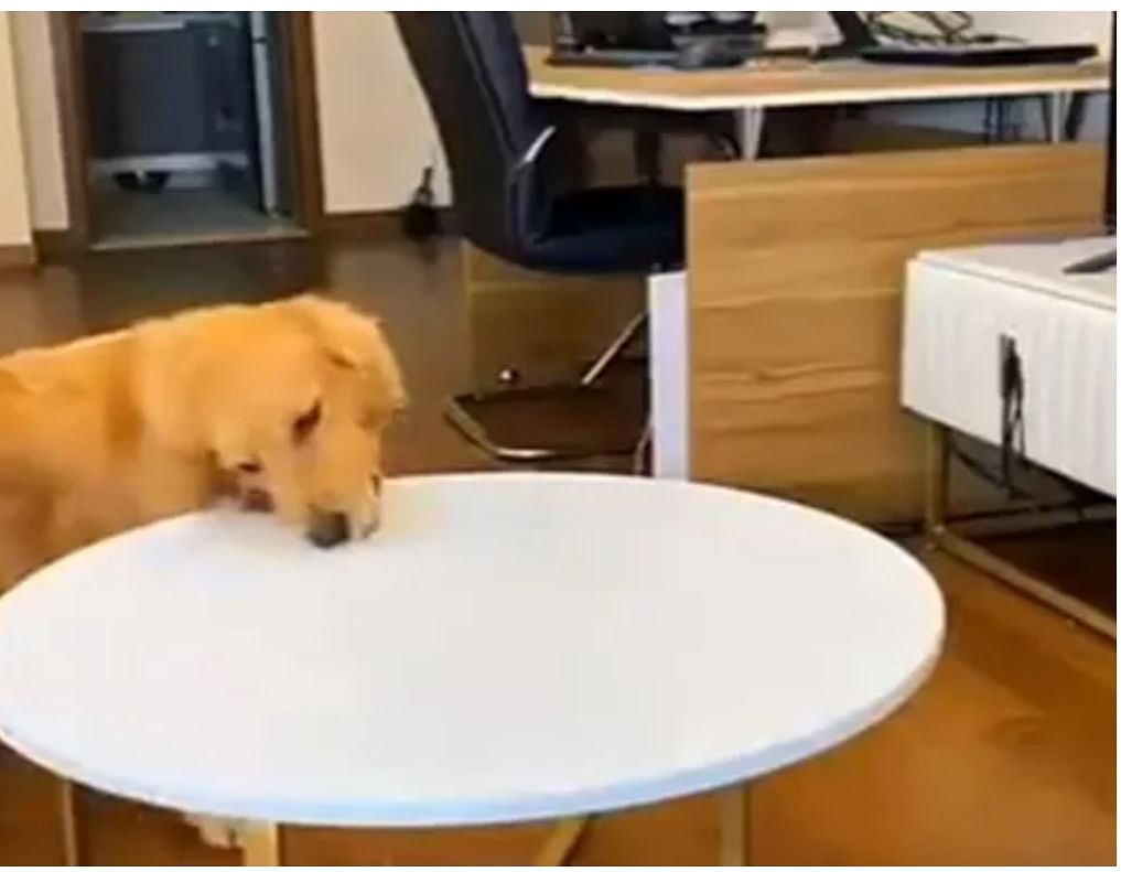 Funny viral video of dog social media users says whats smart he has