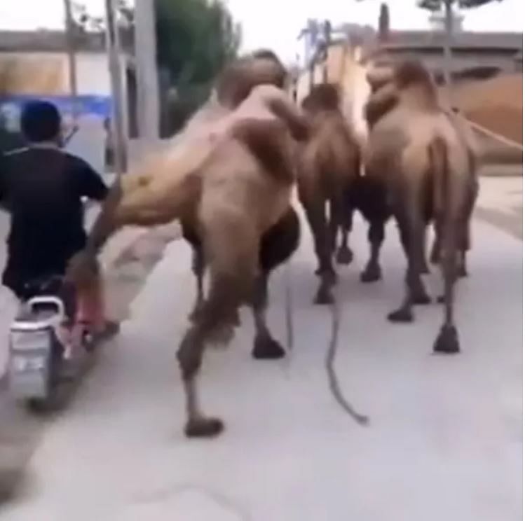 viral video of  camel who hit a biker who was gone wrong side people did hilarious comment
