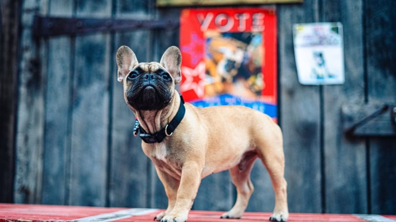 an american city chose a dog as its mayor