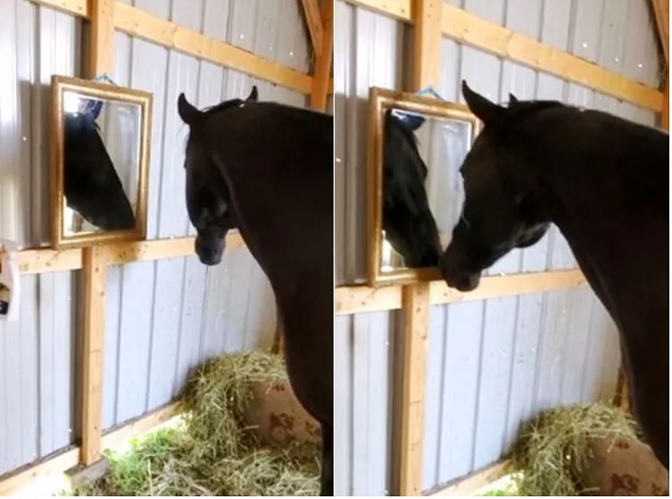 Viral video of horse discovers mirror for the first time people did hilarious reaction