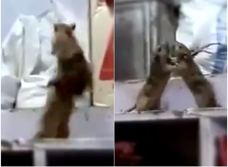 Viral video of rat fight in shop people remind WWE fight and give hilarious comment on it