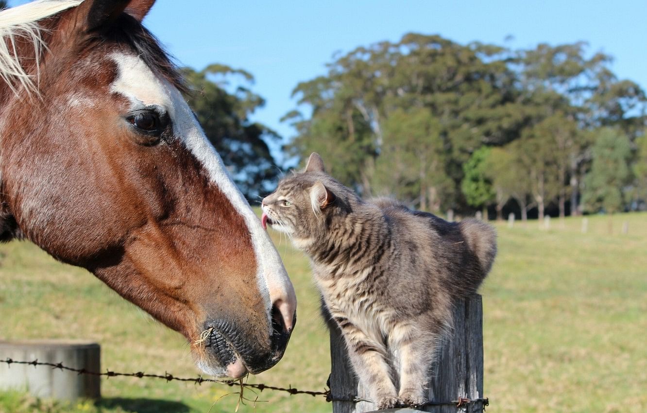 know the story of cat and horse will teach you lesson of real friendship