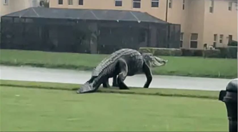 viral video of massive alligator captured on camera people remember jaurasik park dinosaurs