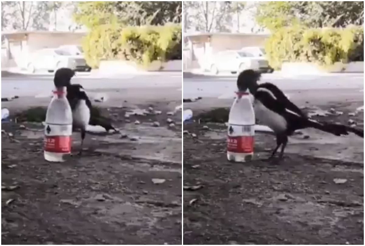 viral video of thirsty crow who using  physics technique to drink water