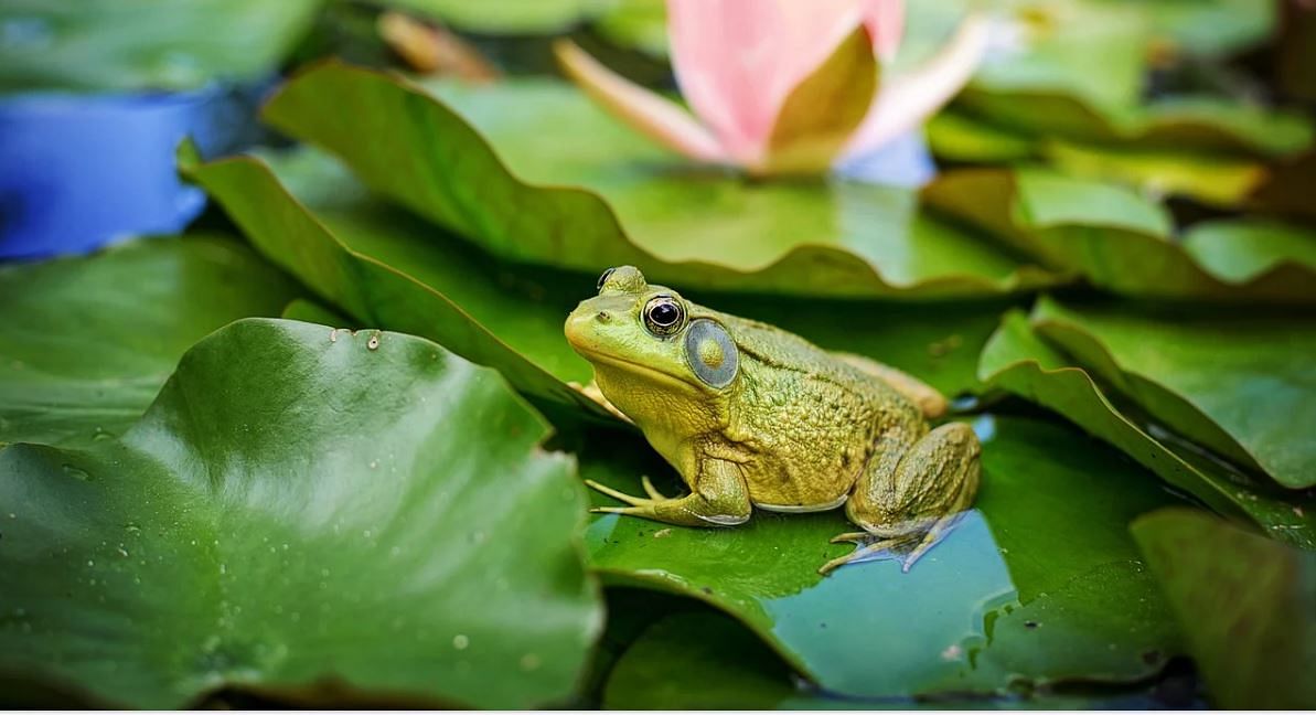 know the unique tradition of germany where people protect frogs life