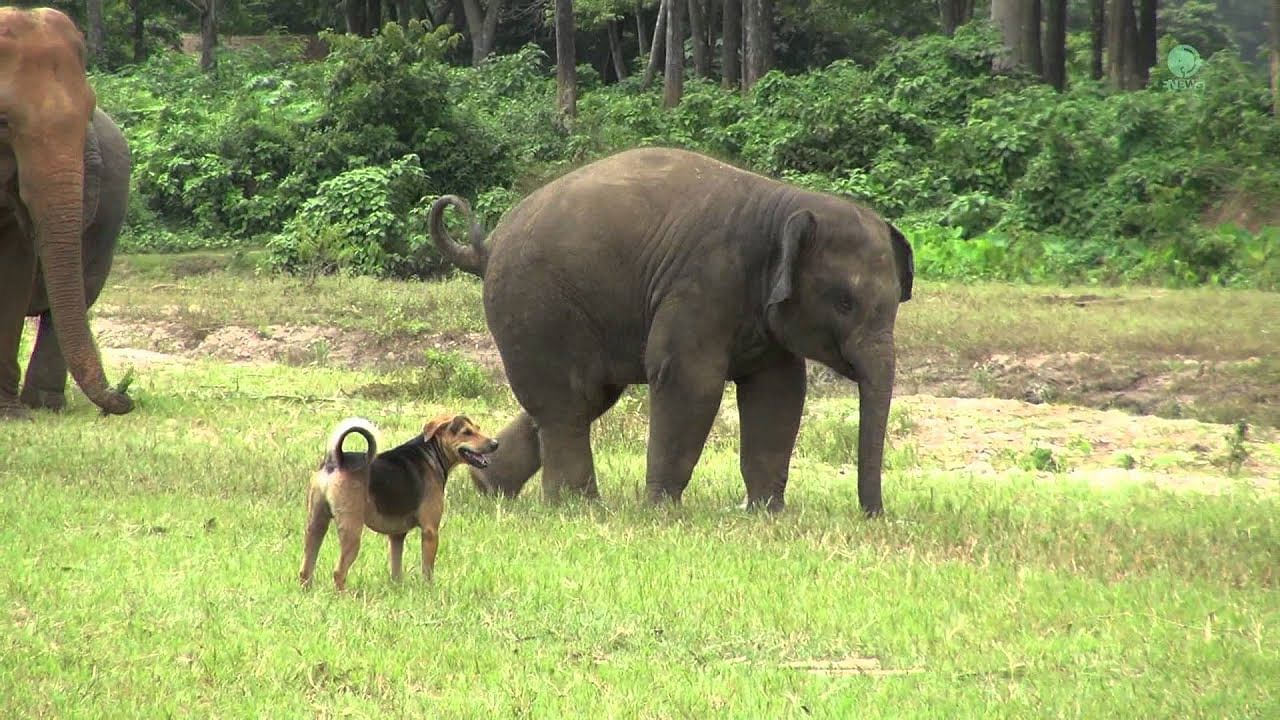 viral video of elephant playing with dog in unique way people did hilarious comment on it