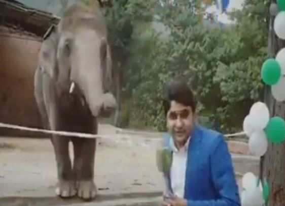 viral video of a elephant prank video with pakistani repoter in live tv