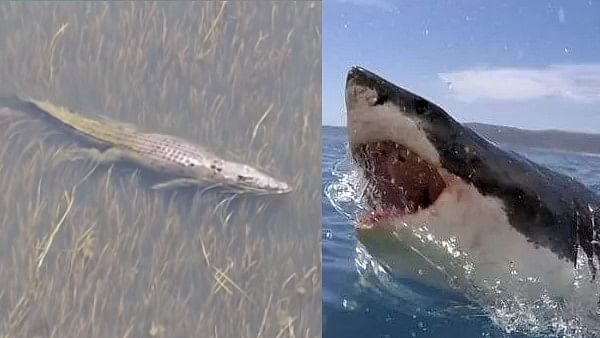 viral video of bull shark arrive in front giant crocodile see what happend