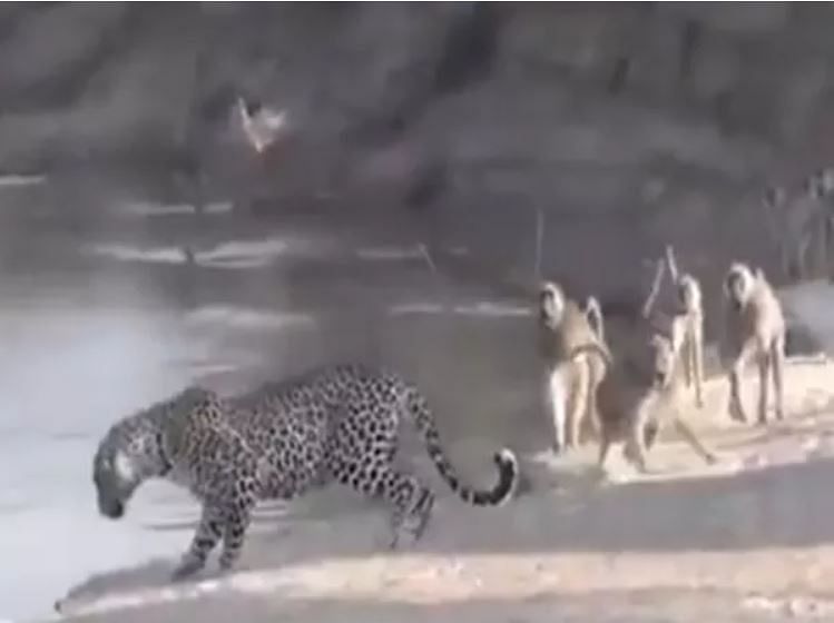 viral video of leopard and monkey fight people did hilarious comment on it