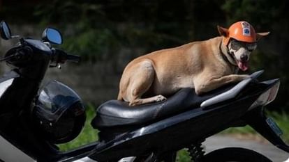 philippines bike rider dog