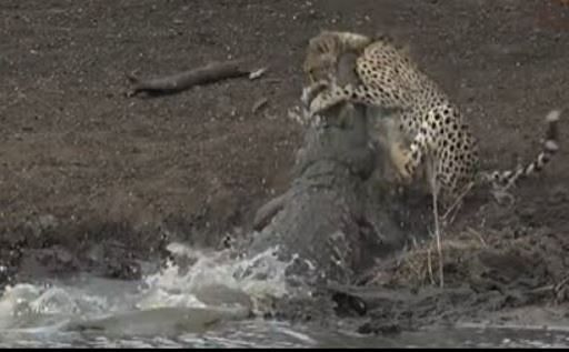 viral video of cheetah and crocodile where Predator becomes preys in jungle