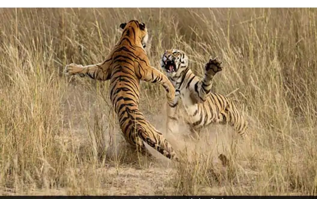 viral video fight between two tigers at rajasthan ranthambore tiger reserve