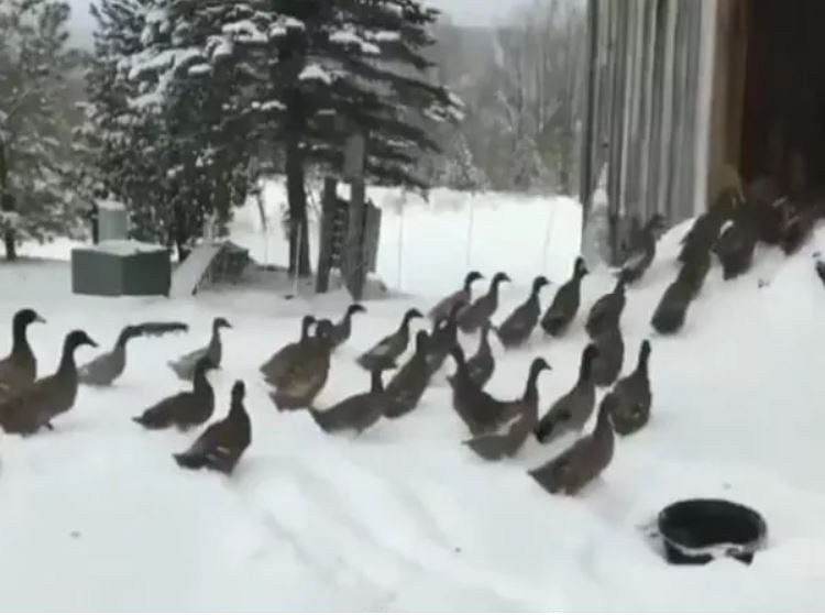 viral video of ducks walk on snow what happen next will make you laugh