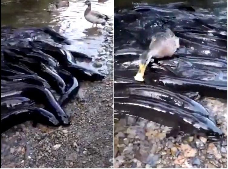 viral video of fishes eating fooder where duck shows their daring people did hilarious comment