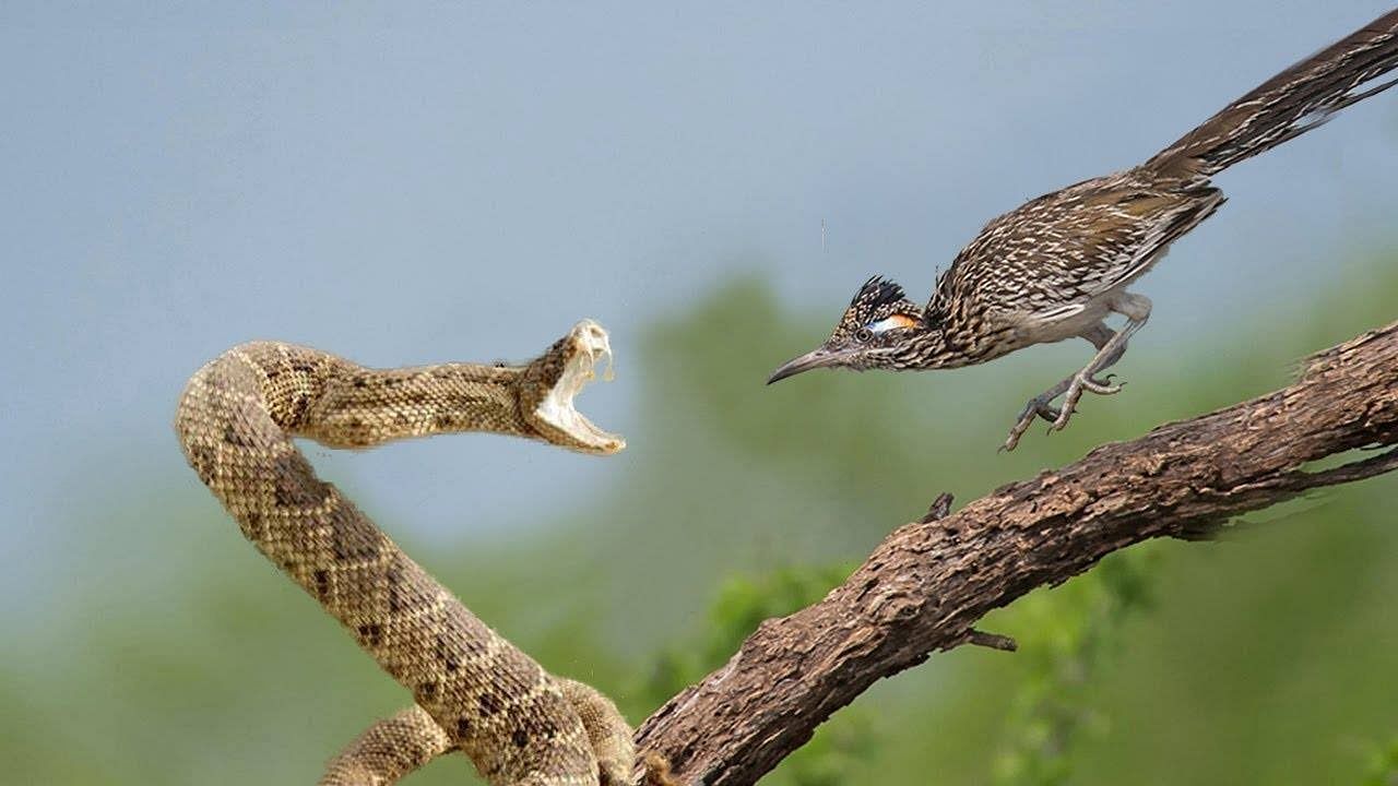 viral video of roadrunner hunts venomous snake video gone viral on social media