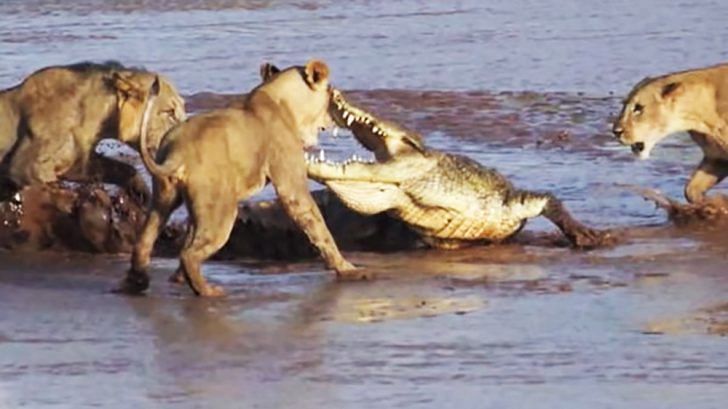 viral video of lion and crocodile fight will shock you people did hilarious comment on it