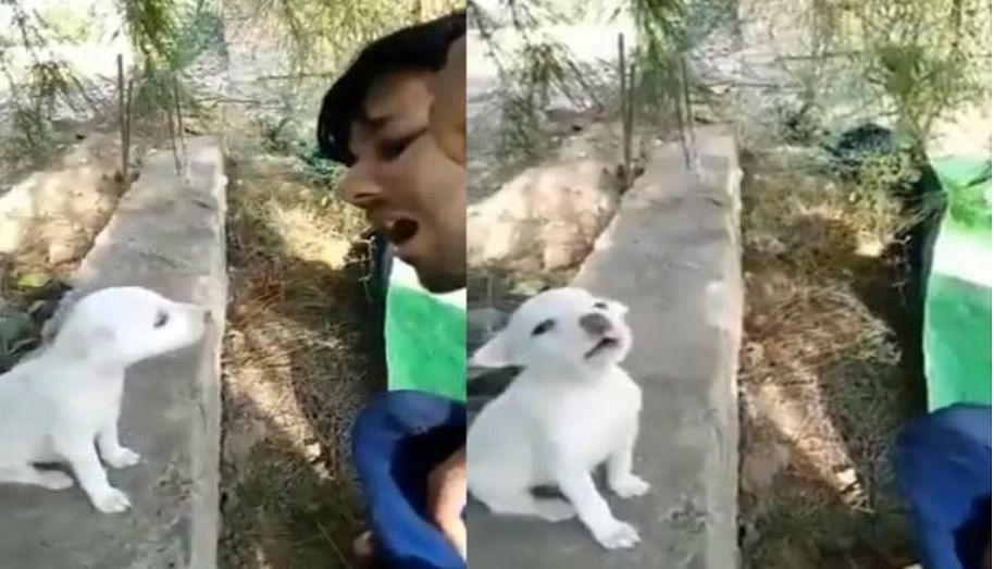 viral video of guy who teaches singing to a dog people did hilarious comment on it