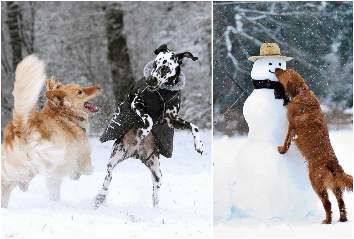 viral video of dogs who playing and enjoying in snow clip gone make your day