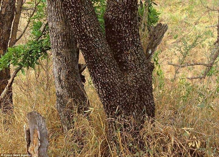 can you find leopard in this viral photo people did hilarious comment on it