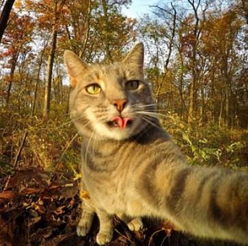 know the story of selfie cat who take awesome selfies with gopro camera