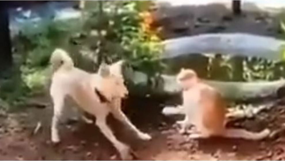 viral video of dog attack on cat people did hilarious comment on it