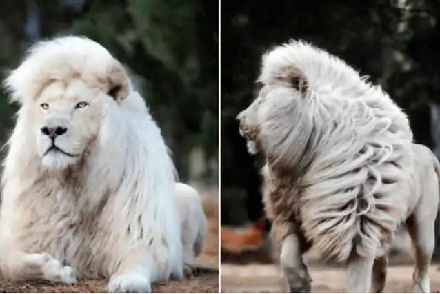 know the story of simon needham Rare White Lion with Majestic Lustrous Mane
