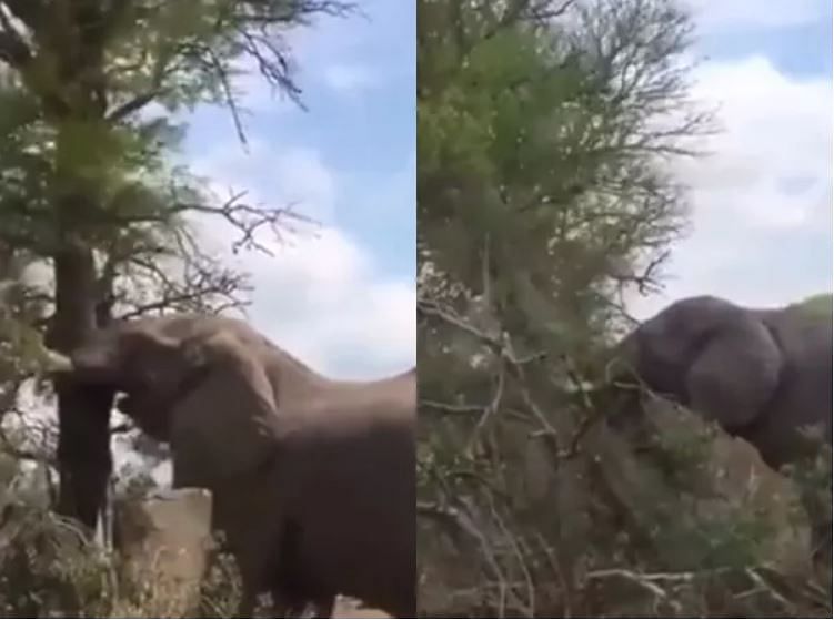 viral video of elephant who uprooted a Tree within 38 seconds people will shock after see this