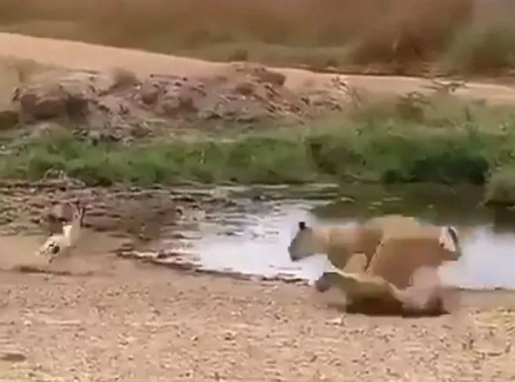 viral video of deer who chase lion and skill is more valuable then strenth people give hilarious reaction on it