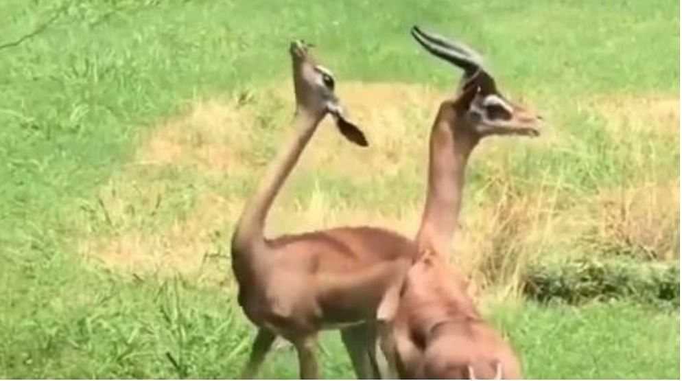 viral video of giraffe gazelle impress to his partner via human tricks people did hilarious comment on it