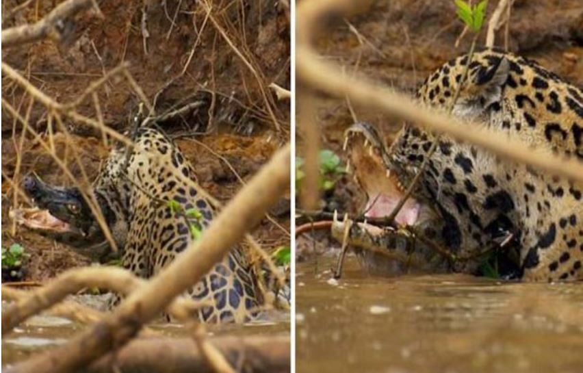 viral video of jaguar attack on crocodile in river people says he is real khatro ka khiladi