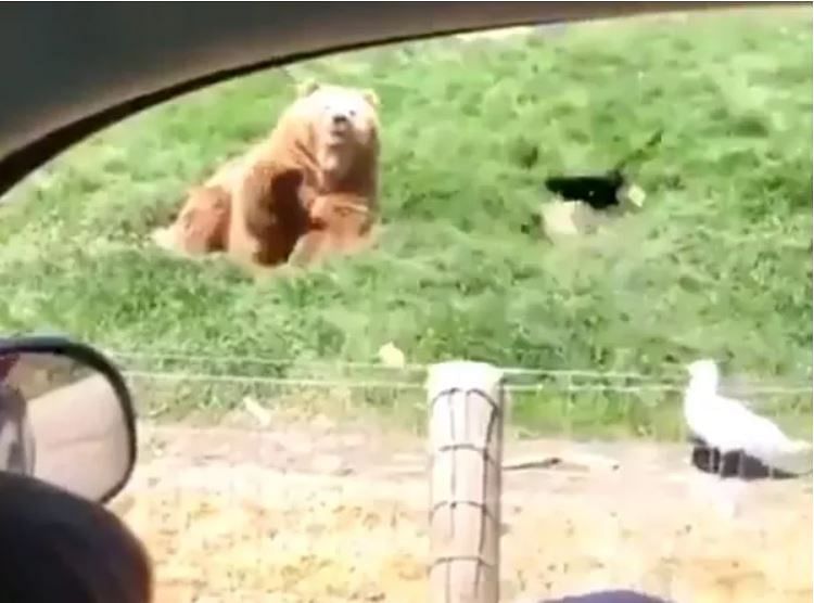 viral video of bear where he geeting on swag people did hilarious comment on it