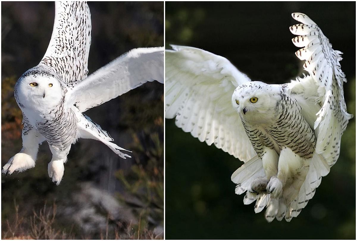 viral video of snow owl swing his neck on 270 degree video will shock you