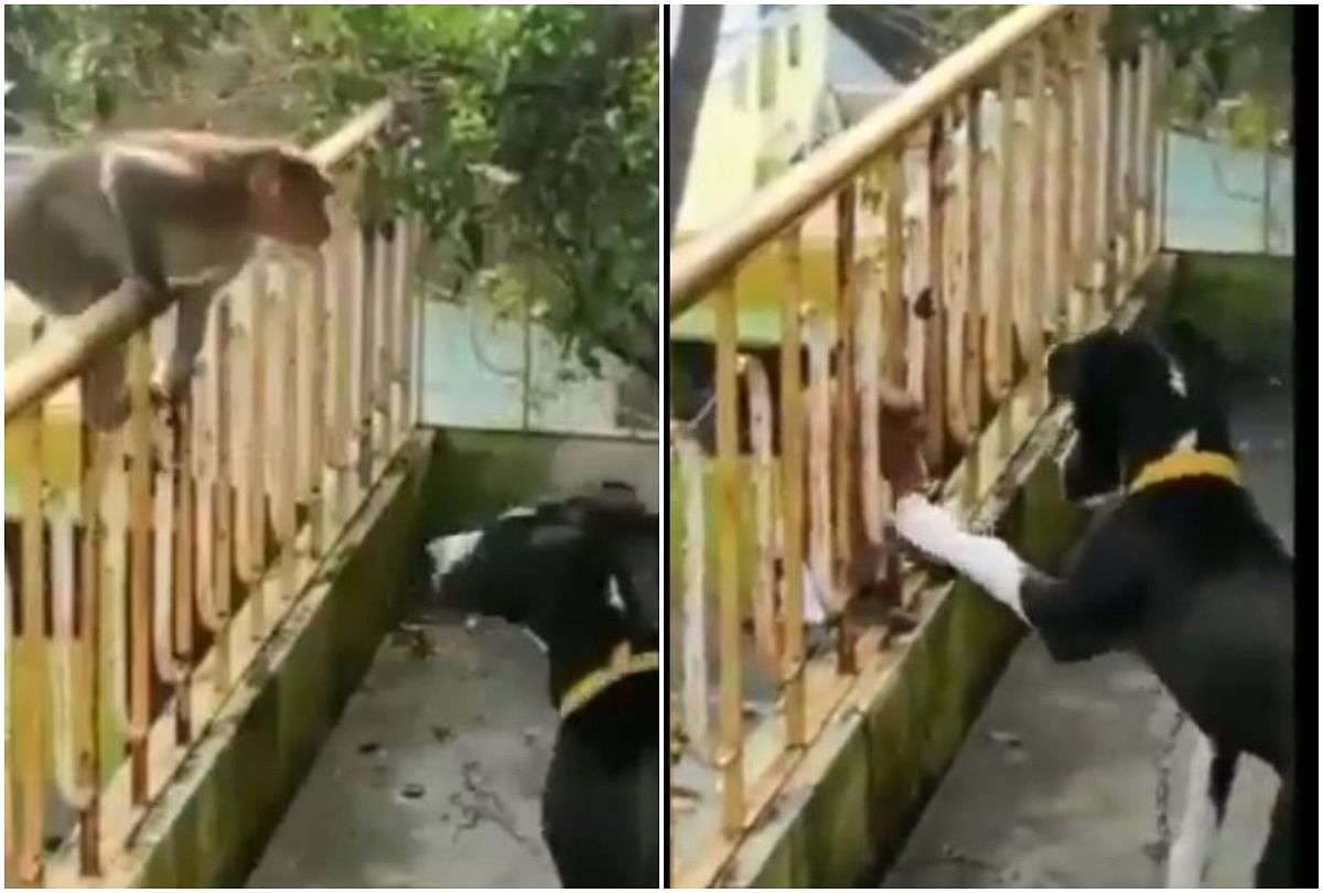 viral video of monkey shows affection and kisses people did hilarious comment on it