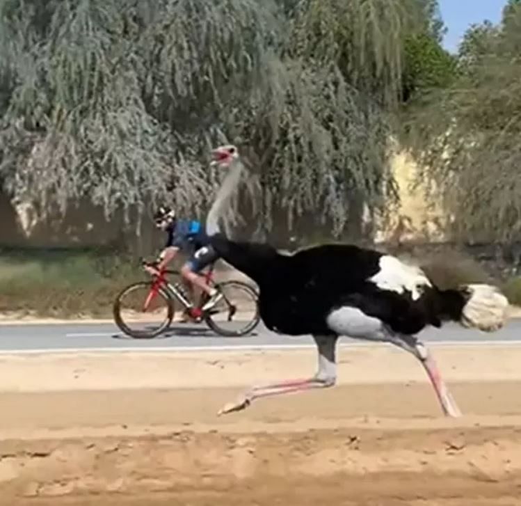 viral video of dubai crown prince Sheikh Hamdan races with ostriches on his Cycle