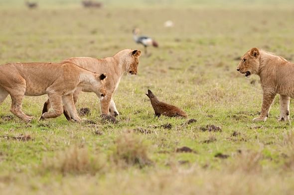 viral video fight between lion and mongoose see who win this fight or who loose